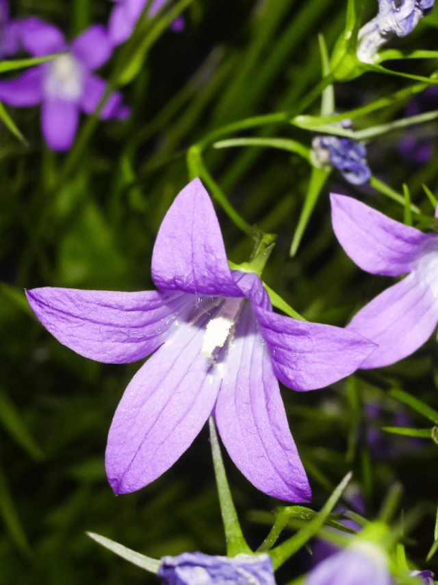 Read more about the article Floral Fantasia: Elevate Your Garden With 5 Exquisite Summer Blooms