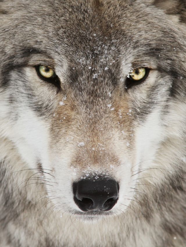 Read more about the article Signs of Lone Wolf Personality, Accoding To Psychology